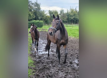 KWPN, Merrie, 8 Jaar, 173 cm, Donkerbruin