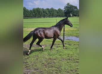 KWPN, Merrie, 8 Jaar, 173 cm, Donkerbruin