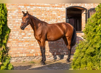 KWPN, Merrie, 8 Jaar, 174 cm, Roodbruin