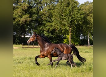 KWPN, Merrie, 8 Jaar, 175 cm, Bruin