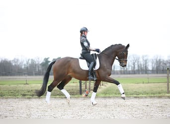 KWPN, Merrie, 8 Jaar, 175 cm, Donkerbruin
