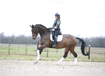 KWPN, Merrie, 8 Jaar, 175 cm, Donkerbruin