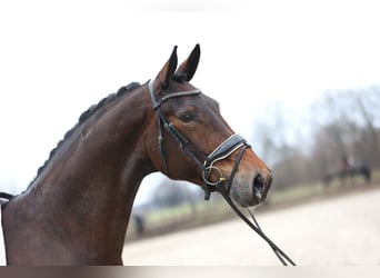 KWPN, Merrie, 8 Jaar, 175 cm, Donkerbruin
