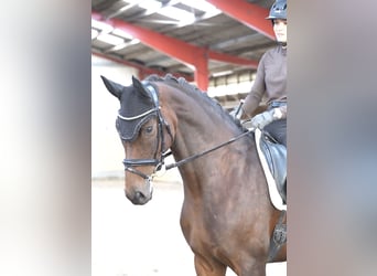 KWPN, Merrie, 8 Jaar, Bruin