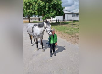 KWPN Mix, Merrie, 9 Jaar, 142 cm, Appelschimmel