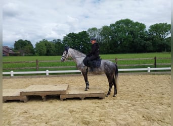 KWPN Mix, Merrie, 9 Jaar, 142 cm, Appelschimmel