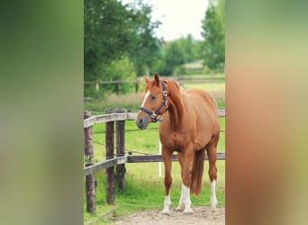 KWPN, Merrie, 9 Jaar, 161 cm, Vos