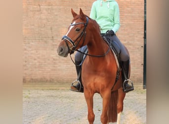 KWPN, Merrie, 9 Jaar, 161 cm, Vos