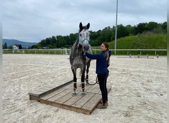 KWPN, Merrie, 9 Jaar, 163 cm, Appelschimmel