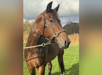 KWPN, Merrie, 9 Jaar, 163 cm, Donkerbruin