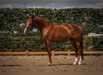 KWPN, Merrie, 9 Jaar, 163 cm, Donkere-vos