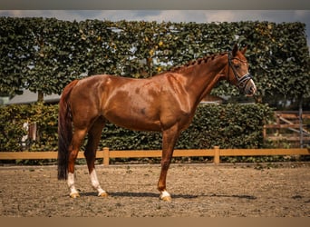 KWPN, Merrie, 9 Jaar, 163 cm, Donkere-vos