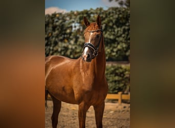 KWPN, Merrie, 9 Jaar, 163 cm, Donkere-vos