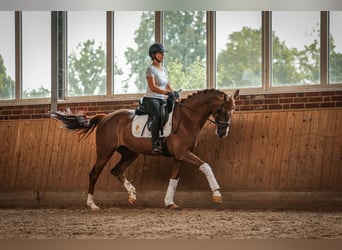 KWPN, Merrie, 9 Jaar, 163 cm, Donkere-vos
