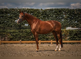 KWPN, Merrie, 9 Jaar, 163 cm, Donkere-vos