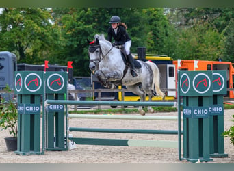 KWPN, Merrie, 9 Jaar, 164 cm, Schimmel