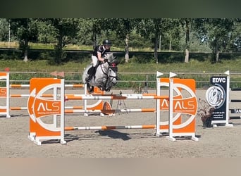 KWPN, Merrie, 9 Jaar, 164 cm, Schimmel