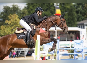 KWPN, Merrie, 9 Jaar, 165 cm, Bruin