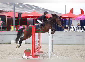 KWPN, Merrie, 9 Jaar, 165 cm, Donkerbruin