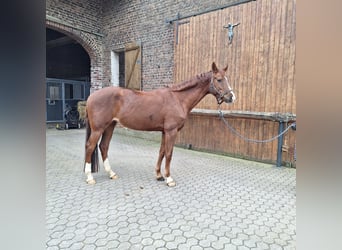 KWPN, Merrie, 9 Jaar, 165 cm, Vos