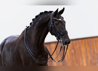 KWPN, Merrie, 9 Jaar, 165 cm, Zwart