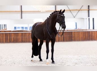 KWPN, Merrie, 9 Jaar, 165 cm, Zwart