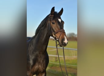 KWPN, Merrie, 9 Jaar, 165 cm, Zwartbruin
