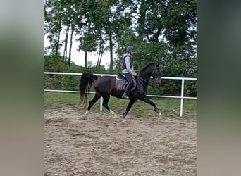 KWPN, Merrie, 9 Jaar, 165 cm, Zwartbruin
