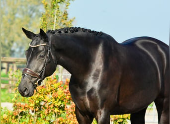 KWPN, Merrie, 9 Jaar, 167 cm, Zwart