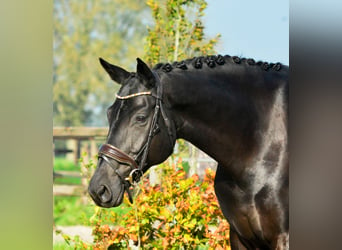 KWPN, Merrie, 9 Jaar, 167 cm, Zwart