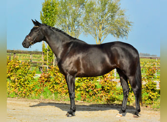 KWPN, Merrie, 9 Jaar, 167 cm, Zwart