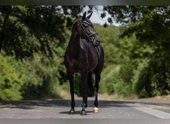 KWPN, Merrie, 9 Jaar, 167 cm, Zwart