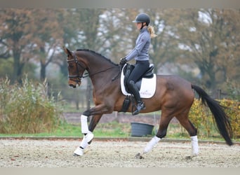 KWPN, Merrie, 9 Jaar, 168 cm, Bruin