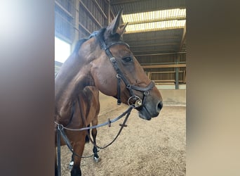 KWPN, Merrie, 9 Jaar, 168 cm, Bruin