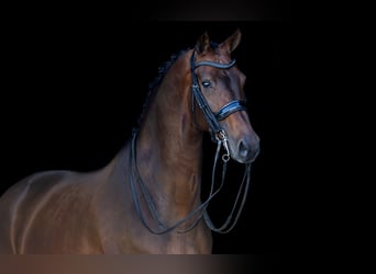 KWPN, Merrie, 9 Jaar, 168 cm, Donkerbruin