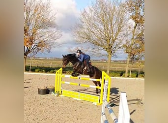 KWPN, Merrie, 9 Jaar, 168 cm, Donkerbruin