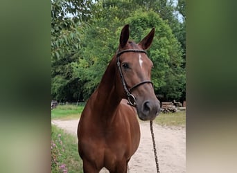 KWPN, Merrie, 9 Jaar, 168 cm, Donkere-vos