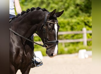 KWPN, Merrie, 9 Jaar, 168 cm, Zwart