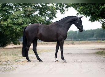 KWPN, Merrie, 9 Jaar, 168 cm, Zwart