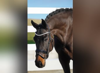 KWPN, Merrie, 9 Jaar, 168 cm, Zwartbruin