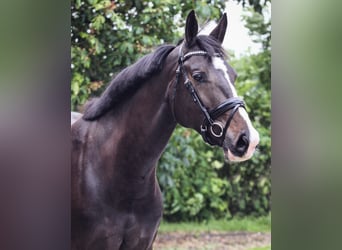 KWPN, Merrie, 9 Jaar, 168 cm, Zwartbruin