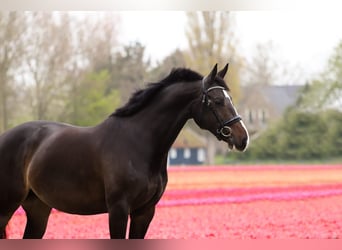 KWPN, Merrie, 9 Jaar, 168 cm, Zwartbruin