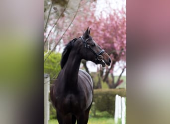 KWPN, Merrie, 9 Jaar, 168 cm, Zwartbruin