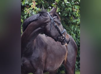 KWPN, Merrie, 9 Jaar, 168 cm, Zwartbruin