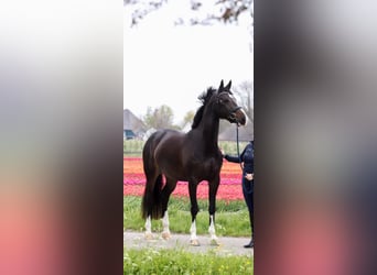 KWPN, Merrie, 9 Jaar, 168 cm, Zwartbruin