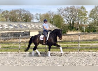 KWPN, Merrie, 9 Jaar, 168 cm, Zwartbruin