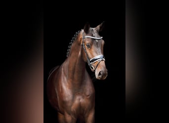 KWPN, Merrie, 9 Jaar, 168 cm, Zwartbruin