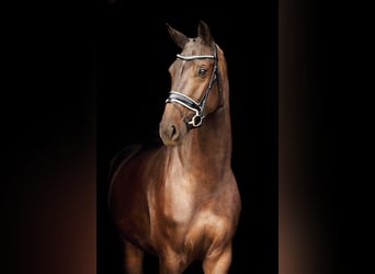 KWPN, Merrie, 9 Jaar, 168 cm, Zwartbruin
