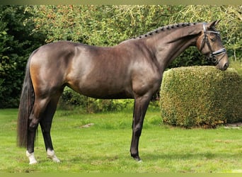 KWPN, Merrie, 9 Jaar, 168 cm, Zwartbruin