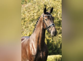 KWPN, Merrie, 9 Jaar, 168 cm, Zwartbruin